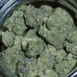 Sour Apple Fritter Indoor Cannabis Sativa Hybrid