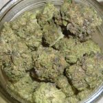 Fortune Cookies Indoor Cannabis