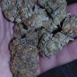 Hindu Kush Outdoor Marijuana