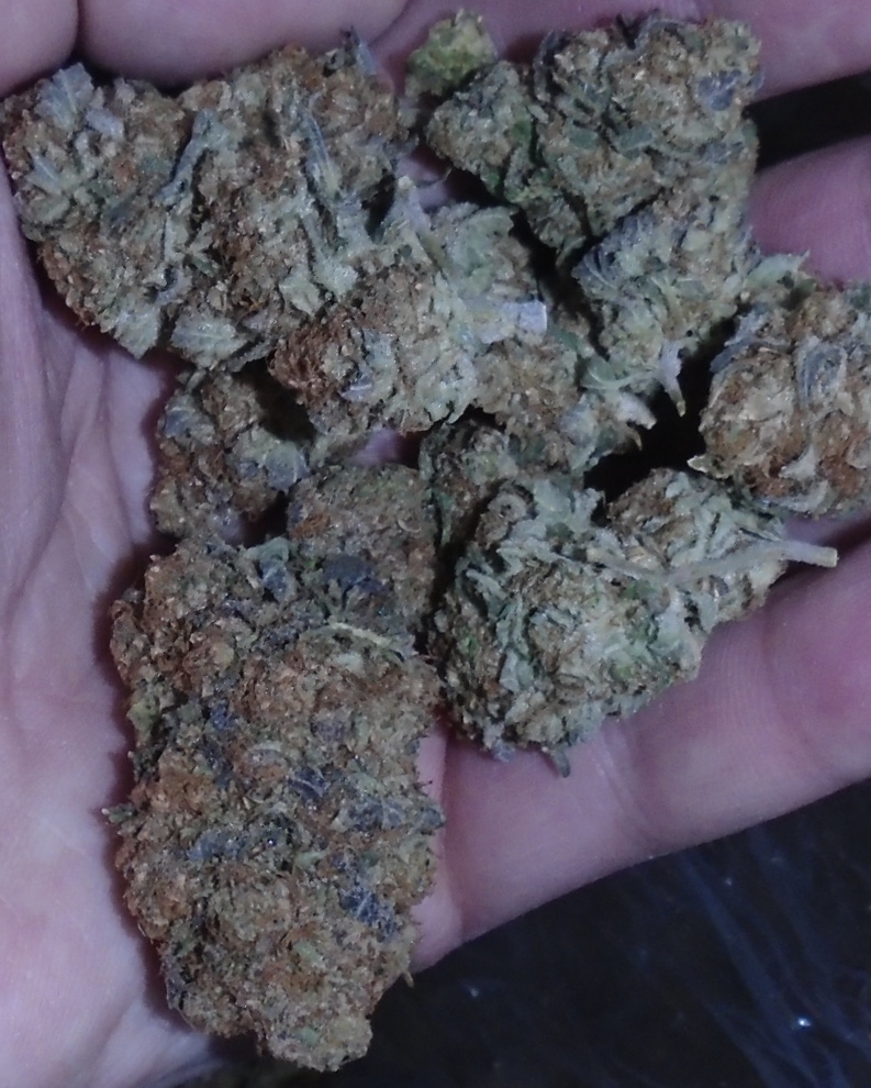 Hindu Kush Outdoor Marijuana