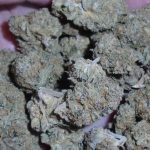 Yumboldt Indoor Pure Indica Cannabis