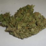 Unknown Indoor Cannabis