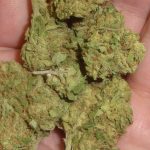 Afghooey Light Dep Marijuana Redding 420 Cannabis delivery