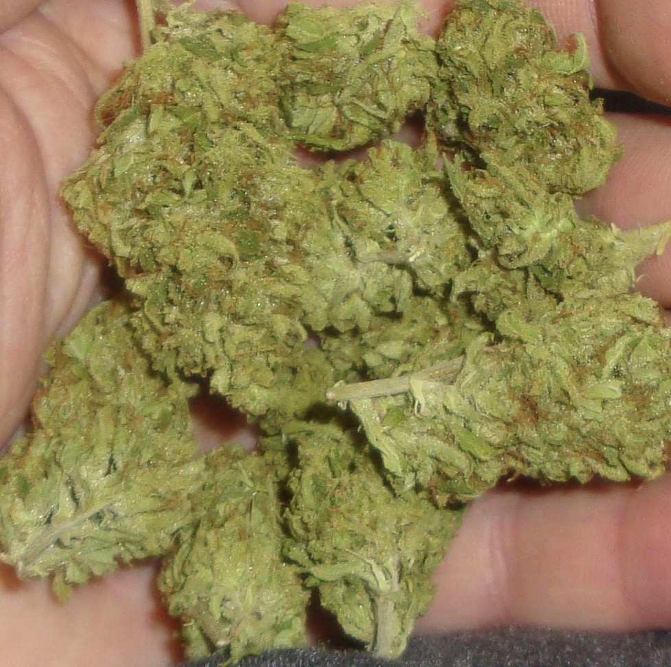 Nicks Strawberry Dave Indoor Cannabis Redding 420 Marijuana Delivery