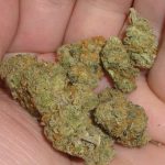 dosidos indoor cannabis Do Si Dos Indoor Cannabis Indica Hybrid