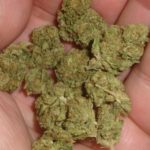Dos Si Dos Indoor Cannabiis