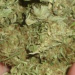 Outdoor Marijuana