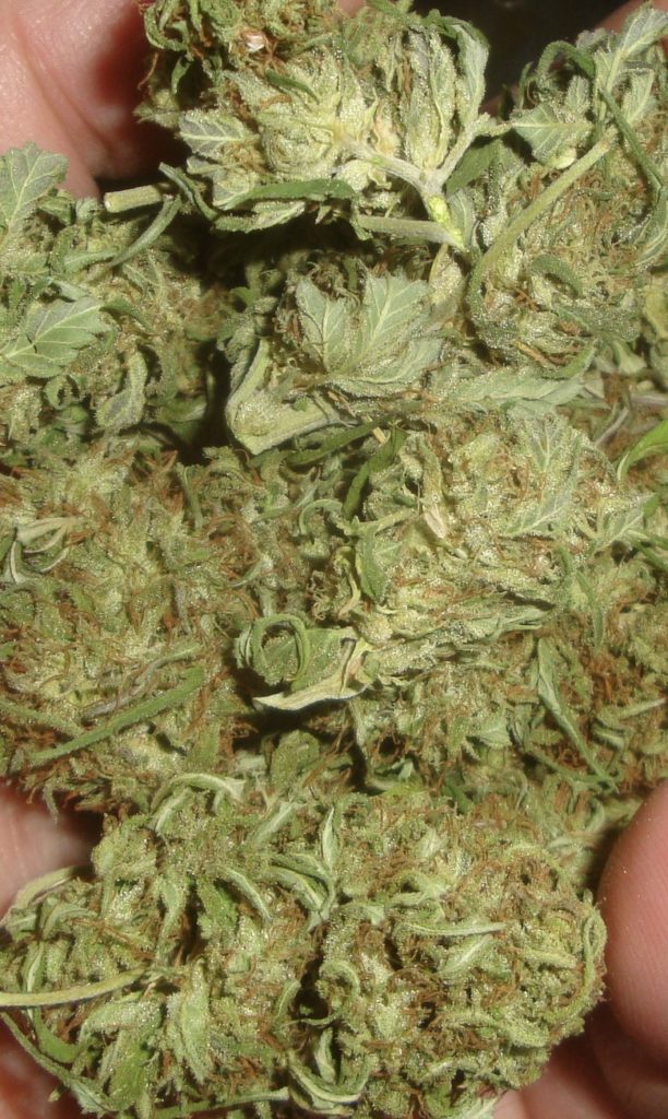 Outdoor Marijuana