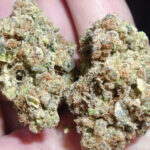 Mendo Breath Indoor Cannabis Rare Strain